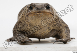 Toad  2 Bufo bufo head whole body 0002.jpg